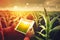 Agronomist farmer man using digital tablet computer in a young cornfield at sunset or sunrise