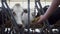 Agronomist feeding white cow with hay in barn closeup. Farmer caring cattle.