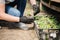 Agronomist grow seedlings in the greenhouse pepper