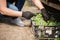 Agronomist grow seedlings in the greenhouse tomatoes