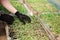 Agronomist grow seedlings in the greenhouse tomatoes