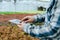 Agronomist hand using digital mobile tablet for checking fresh green oak lettuce salad, organic hydroponic vegetable