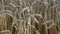 Agronomist with handglass looking wheat ears