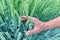 Agronomist hands touch green ripening ears of wheat on the field, concept of future harvest, bread production, agricultural sector