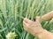 agronomist hands touch green ripening ears of wheat on field  concept of future harvest  bread production  agricultural sector