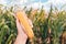 Agronomist holding corn on the cob in the field