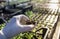 Agronomist holding sprout in petri dish in greenhouse