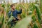 Agronomist holds tablet touch pad computer in the corn field and examining crops before harvesting. Agribusiness concept.