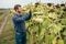 Agronomist holds tablet touch pad computer in the sunflower field and examining crops before harvesting. Agribusiness concept.