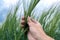 Agronomist inspecting barley crop plant development in field