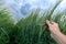 Agronomist inspecting barley crop plant development in field