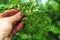 Agronomist investigates grape disease. Close-up of a farmer hand holding a vine