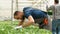 Agronomist man analzying cultivated fresh salads working in greenhouse