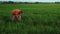 Agronomist man in the field measures the parameters of crops.