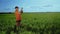 Agronomist man in the field measures the parameters of crops.