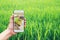 Agronomist man using Smartphone in Agriculture farm Internet of