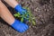 Agronomist planting tomato seedling small spring in open ground.