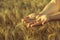 Agronomist stands on a large field at sunset, holding hands to ears of wheat grain.