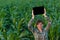 Agronomist with tablet computer in corn field