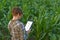 Agronomist with tablet computer in corn field