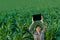 Agronomist with tablet computer in corn field