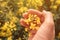 Agronomist taking care of blooming rapeseed crops