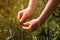 Agronomist touching unripe barley spikes in cultivated field. Closeup of female hand on plantation in agricultural crop management