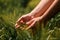 Agronomist touching unripe barley spikes in cultivated field. Closeup of male hand on plantation in agricultural crop management