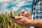 Agronomist typing text message on smartphone out in corn field