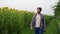 Agronomist walking by cultivated sunflower field in the morning. Farmer inspects cultivated flowering sunflowers bloom