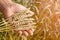 The agronomist in the wheat field holds ripe wheat bread wheat in his hands. The concept of farming.