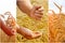 The agronomist in the wheat field holds ripe wheat bread wheat in his hands. The concept of farming.