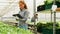 Agronomist woman checking organic fresh salads typing farming production