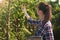 Agronomist woman conducts inspection of pear tree and puts indicators in tablet.