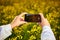 Agronomist woman or farmer inspect quality of canola field and taking photo with mobile phone