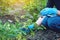 Agronomist woman holding a soil sample and a tablet. Environmentally friendly farm production without nitrates.