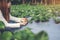 Agronomist Woman using Smartphone checking Strawberry in Organic Strawberry Farm