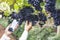 Agronomist Woman winemaker using Smartphone checking grapes in vineyard