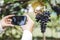 Agronomist Woman winemaker using Smartphone checking grapes in vineyard