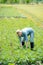 An agronomist woman working on summer potato field