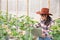 Agronomists and farmers are inspecting plants In a greenhouse farm with a laptop, farmers and researchers in the analysis of the