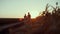 Agronomists walking wheat field in sunset together. Farm owners inspect crop.