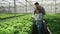 Agronomy engineers checking a production of organic green salad