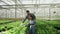 Agronomy engineers in a greenhouse checking the crop