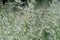 Agrostis capillaris common bent, colonial bent, browntop flowering grass