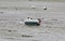 aground boat in the seabed at low tide in the North of France wi