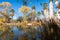 Agua Caliente Regional Park - with fall colors. Tucson, Arizona