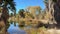 Agua Caliente Regional Park in Tucson Arizona, reflection of palm trees in the water.