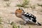 Ah, oh! Stretch out...Hoopoe bird\\\'s interesting.