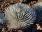 Ahinahina, Haleakala silversword, Argyroxiphium sandwicense subsp. macrocephalum, critically endangered Hawaiian Endemic